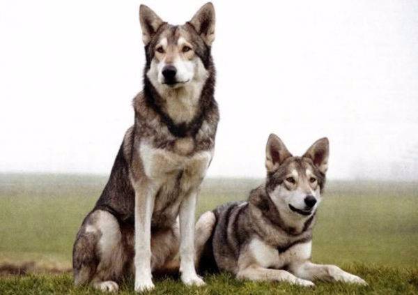 كلاب الذئب الجميلة من سارلوس