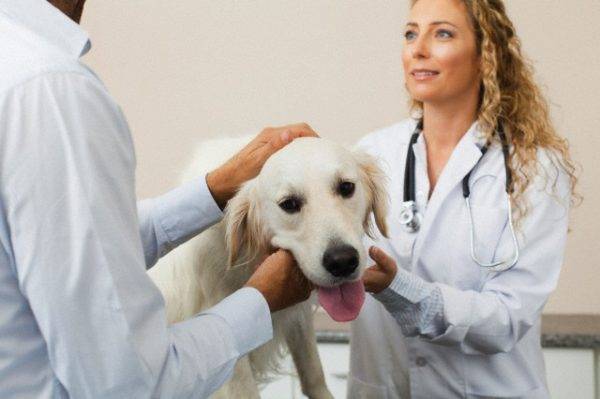 علاج حساسية الكلب