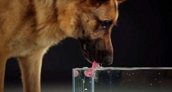 ما مقدار الماء الذي يجب أن يشربه الكلب؟
