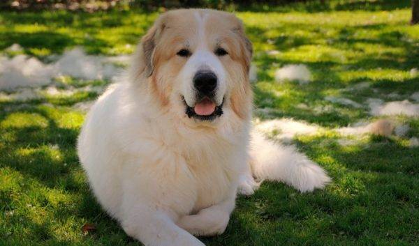 كلب جبل البرانس صورة جميلة