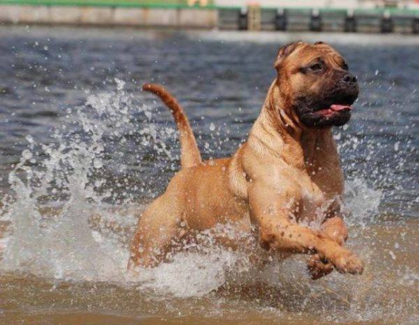كلب الكناري في الماء