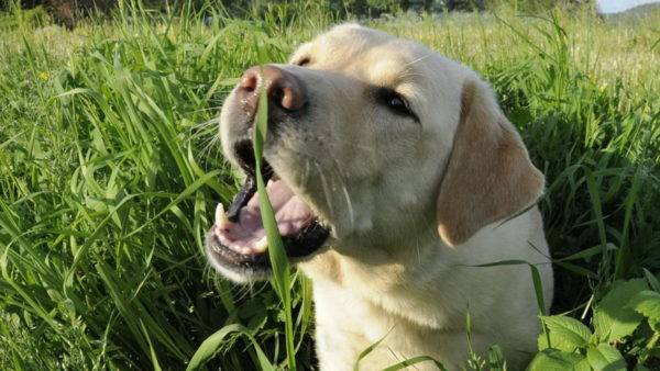 كلب يأكل العشب