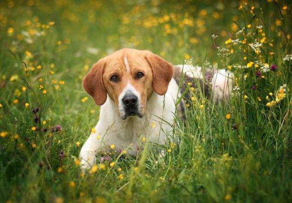 كلب الصيد بينتو الروسي في الزهور