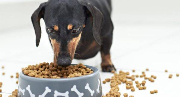 كيفية تحويل الكلب إلى الطعام الجاف