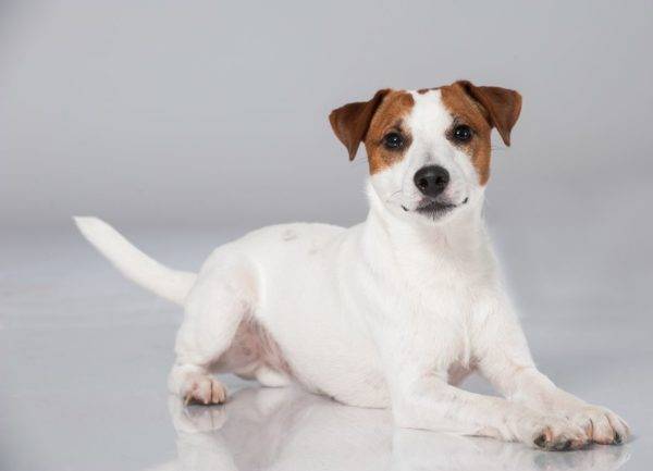 Parson Russell Terrier على خلفية بيضاء