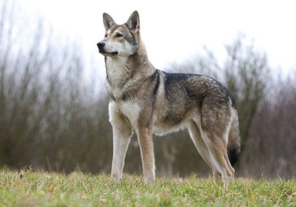 Sarlos الذئب وصف الكلب تولد