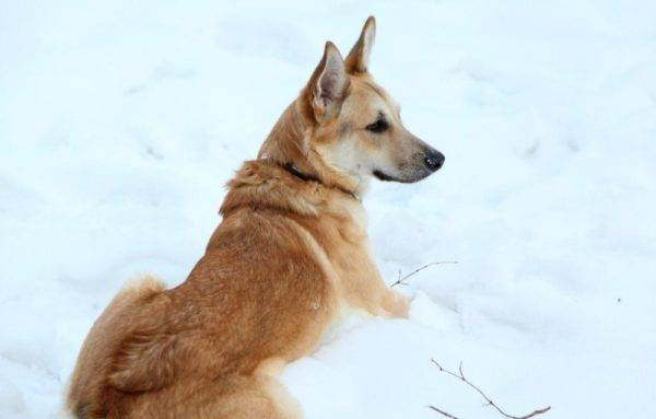 كلب الذئب sarlos في الثلج