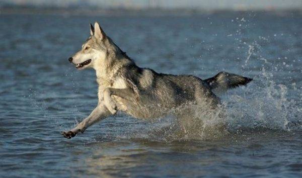 كلب الذئب sarlos في الماء