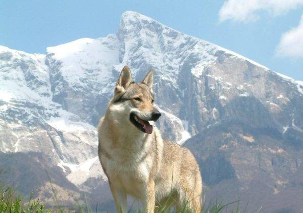 كلب الذئب سارلوس في الجبال