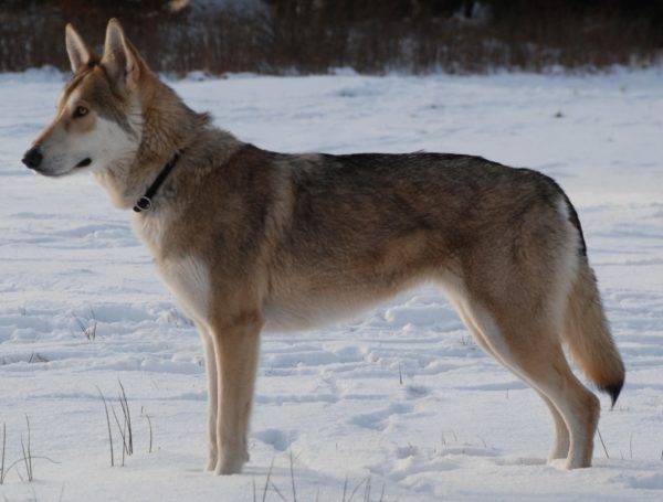 Sarlos الذئب الكلب في فصل الشتاء