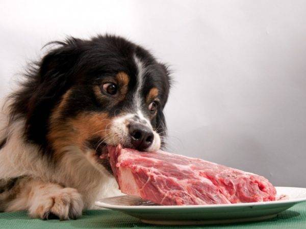 لماذا الكلاب لا يمكن أن لحم الخنزير قراءة المقال