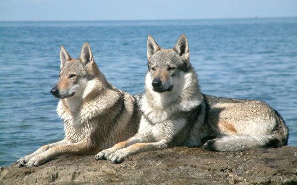 كلاب الذئب sarlos