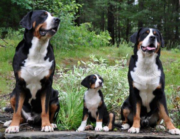 عائلة كبيرة السويسرية الجبلية الكلب