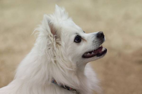الأمريكية الإسكيمو سبيتز كلب جميل