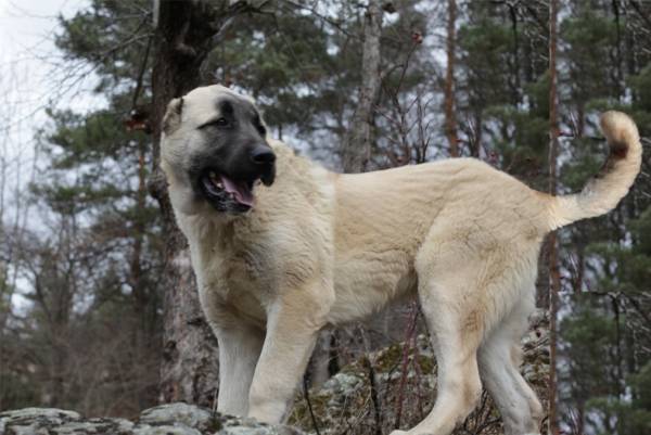 Gampra (الأرمن Wolfhound) وصف تولد
