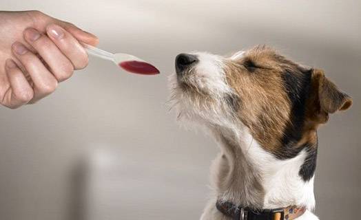 كيفية إعطاء الكلب دواء سائل