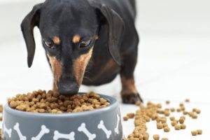 كيفية نقل كلب لتجفيف الطعام