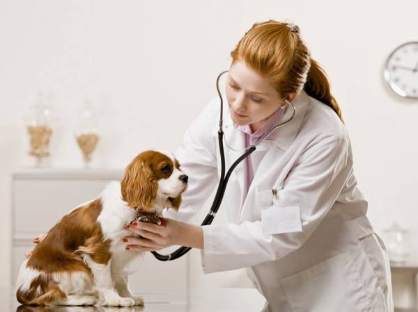 علاج القمل في الكلاب