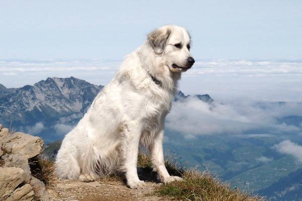جبال البرانس وصف سلالة الكلب