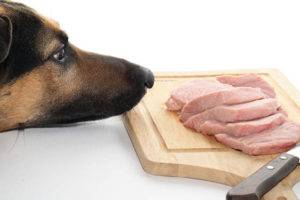 لماذا الكلاب لا يمكن أن لحم الخنزير