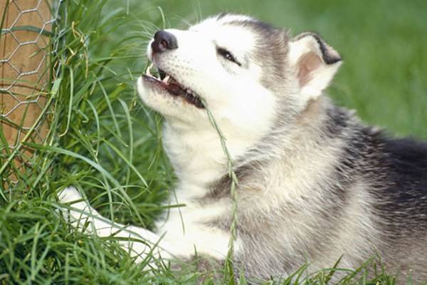 لماذا الكلاب تأكل العشب