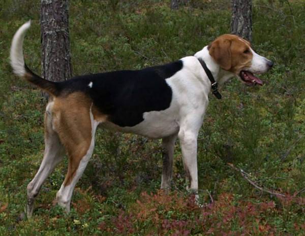 كلب الصيد بينتو الروسي في الغابة