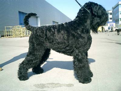الكلب الأسود الروسي