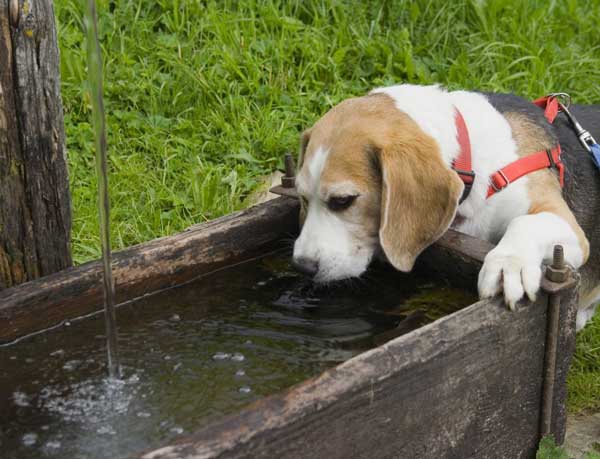 كلب شرب الماء