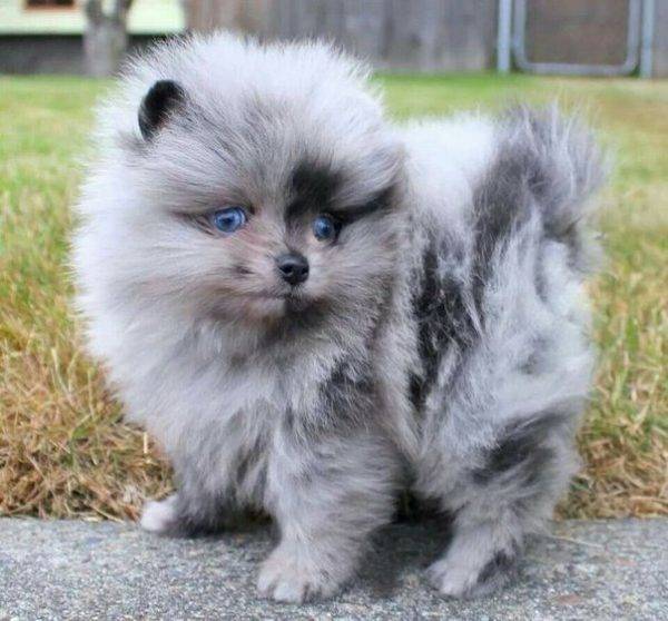 اللون الأزرق كلب صغير طويل الشعر سبيتز