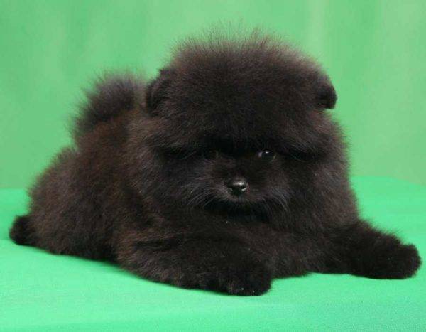 كلب صغير طويل الشعر الأسود