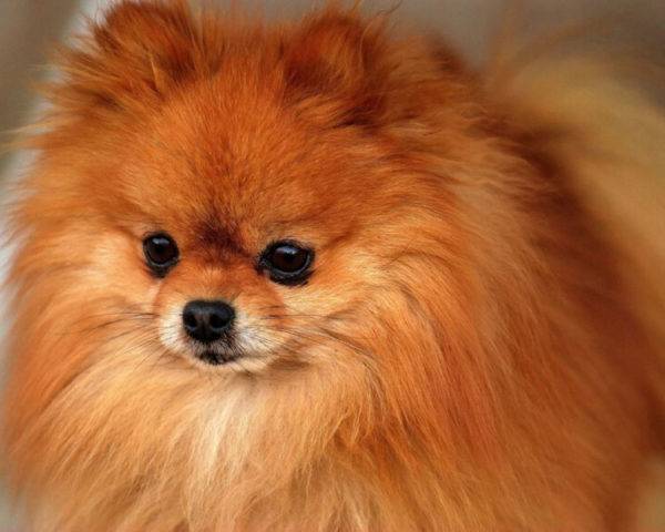 كلب صغير طويل الشعر البرتقال