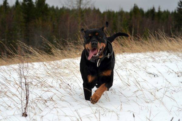 Rottweiler يمر عبر الثلج