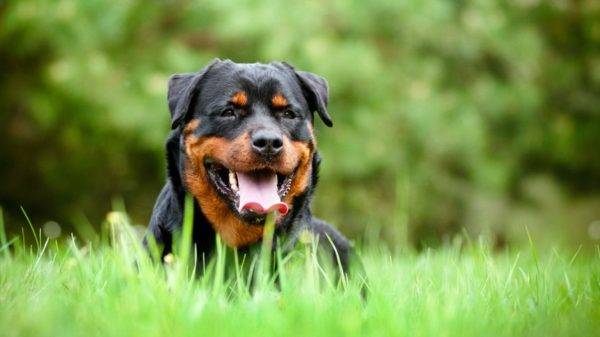 Rottweiler في العشب