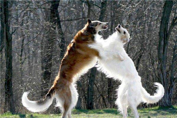 اثنين من الكلاب السلوقية الروسية