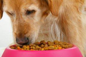 كلب يأكل من وعاء وردي