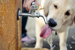 الكلب يشرب الماء
