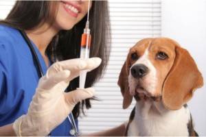 تطعيم الكلاب