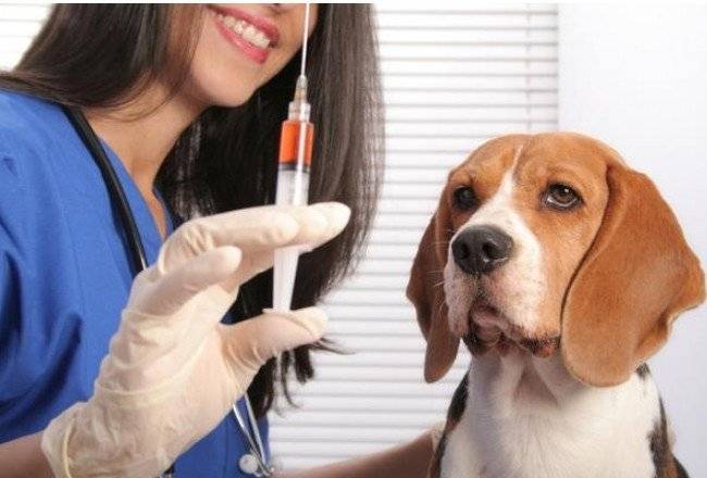 كلاب التطعيم