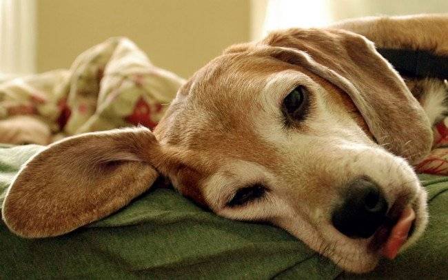 أعراض داء الكلب في الكلاب