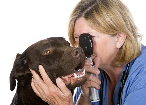 كلب رعاية العين