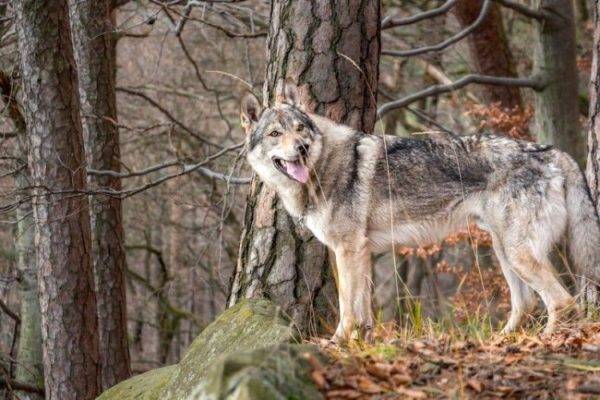 كلب الذئب التشيكوسلوفاكي في الغابة
