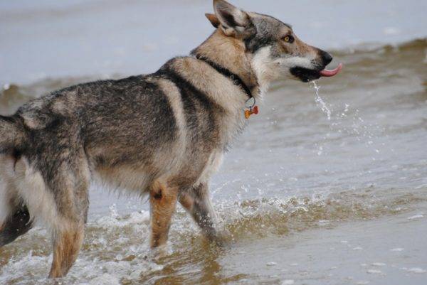 كلب الذئب التشيكوسلوفاكي في الماء