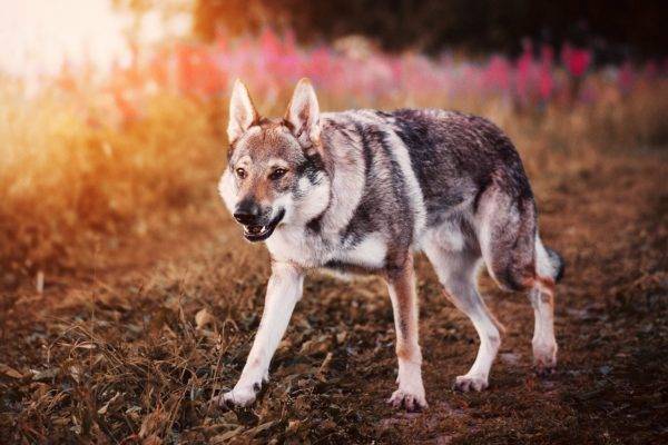 كلب الذئب التشيكوسلوفاكي على خلفية جميلة