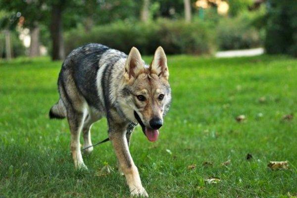 كلب الذئب التشيكوسلوفاكي في الحديقة