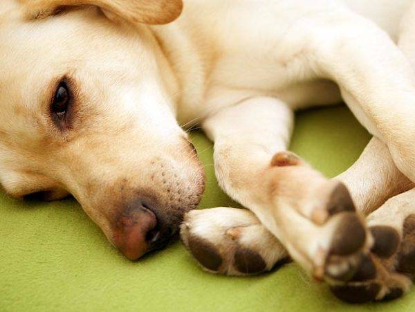 التهاب المفاصل في الكلاب