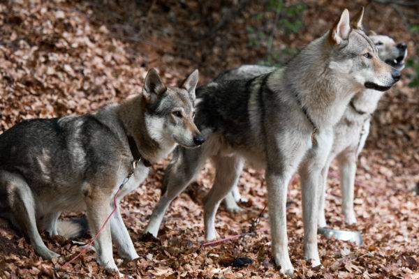 ثلاثة كلاب الذئب التشيكوسلوفاكية
