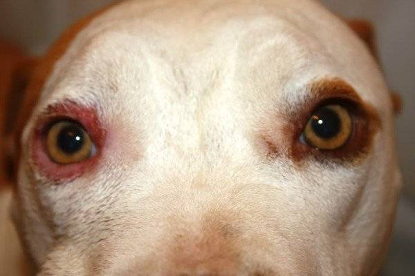 التهاب الجفن في الكلاب