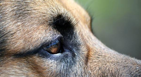 مرض العين في الكلاب