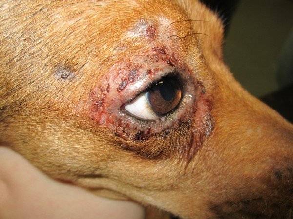التهاب الجلد في عيون الكلاب