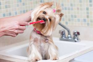 كيف لتنظيف أسنان الكلب